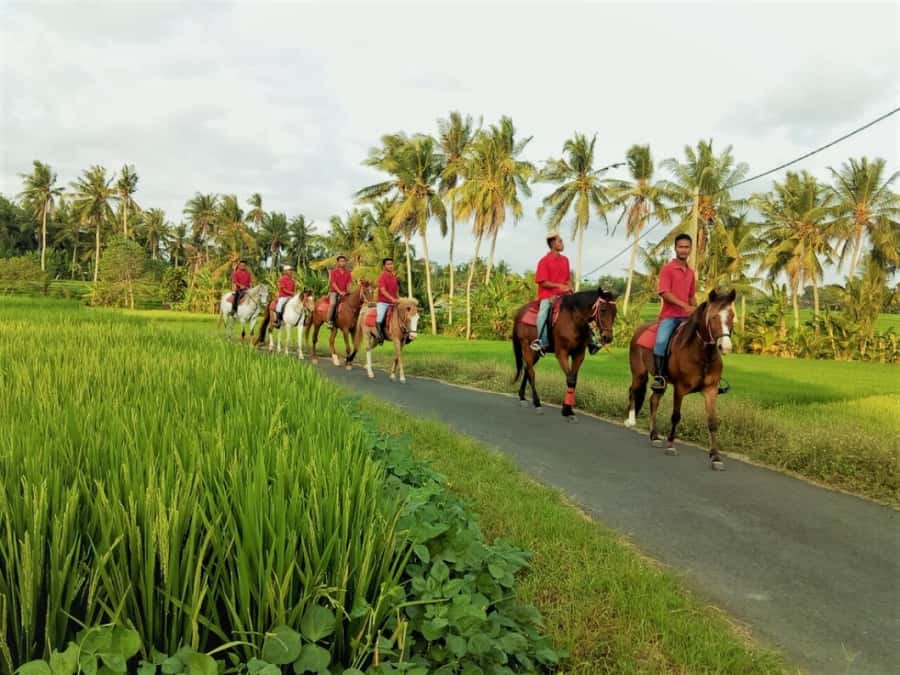 Bali: Horse Riding on Pigstone Beach and in the Rice Fields - Guides and group size: what the small-group setup really means