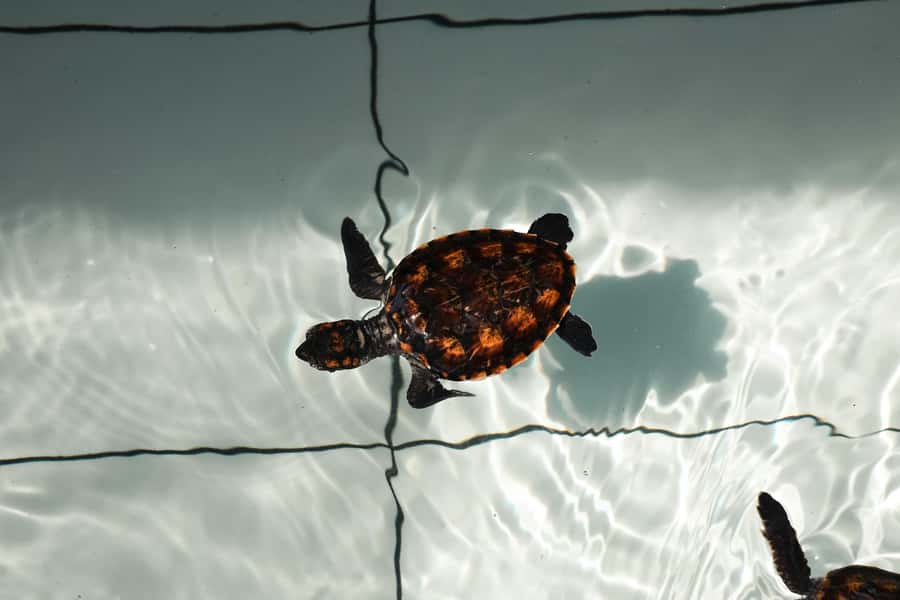 Bali: Horse Riding & Turtle Release Experience at Saba Beach - A Bali Day That Turns Nature Into Real Experiences
