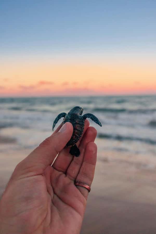 Bali: Horse Riding & Turtle Release Experience at Saba Beach - Horse Riding at Saba Beach: The Calm Coastline Ride (and Its Rules)
