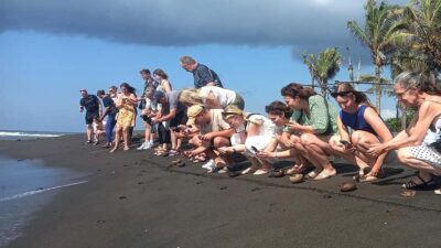 Horse Riding & Turtle Release Experience at Saba Beach