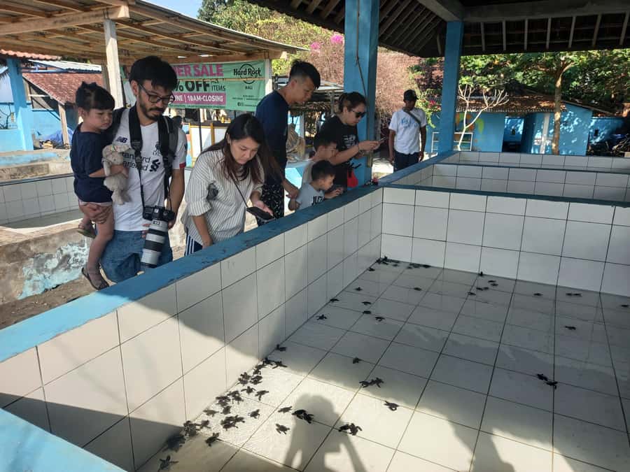 Bali: Horse Riding & Turtle Release Experience at Saba Beach - Price and Value at $69: What You Get, What Changes by Package