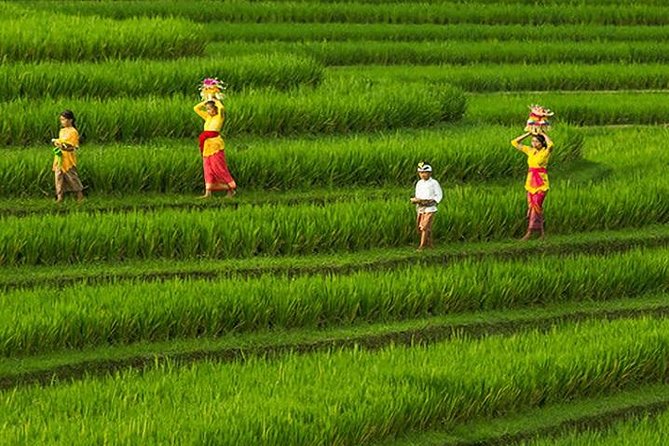 Bali Iconic Tour with Buffet Lunch and Attraction Tickets - Tegalalang Rice Terrace: where the greenery meets the climb