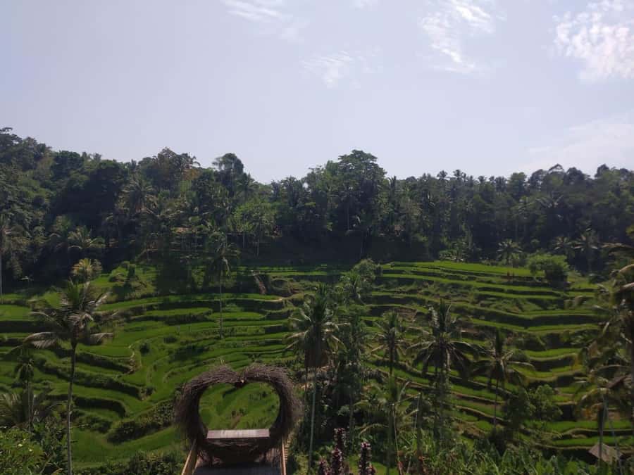 Bali in 1 Day : Iconic temples -UNESCO Sight - All inclusive - Coffee plantation stop: a short break plus free time and shopping