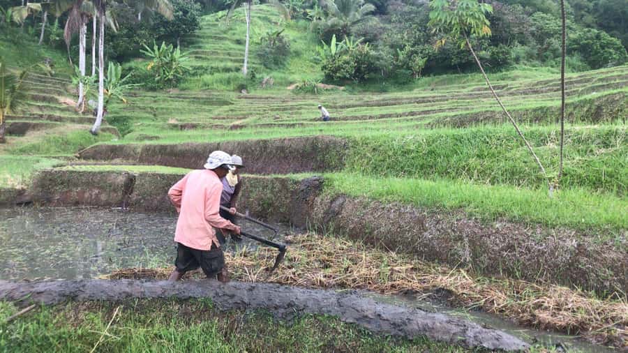 Bali: Jatiluwih Full-Day E-Bike and Trekking Tour - Lunch in the rice fields: more than a break, it sets the tone