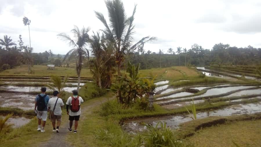 Bali: Jatiluwih Full-Day E-Bike and Trekking Tour - Price and what you get for $99