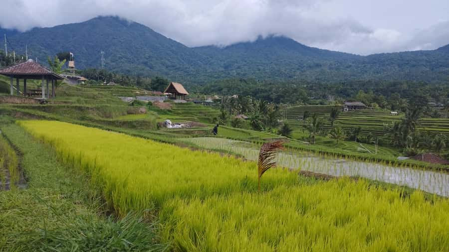 Bali: Jatiluwih Full-Day E-Bike and Trekking Tour - Timing, pickup, and how to plan your day