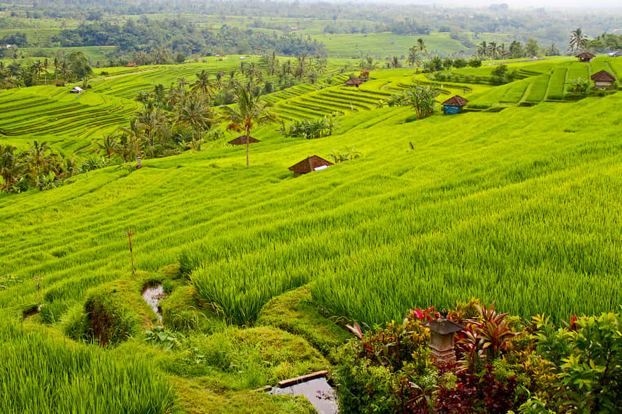 Bali: Jatiluwih Rice Terraces 1 Hour Electric Bike Tour - Gliding past UNESCO terraces and the irrigation story you will notice