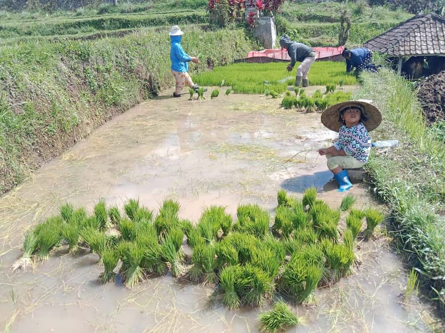 Bali: Jatiluwih Rice Terraces 1 Hour Electric Bike Tour - Bike power, pace, and who this tour suits best