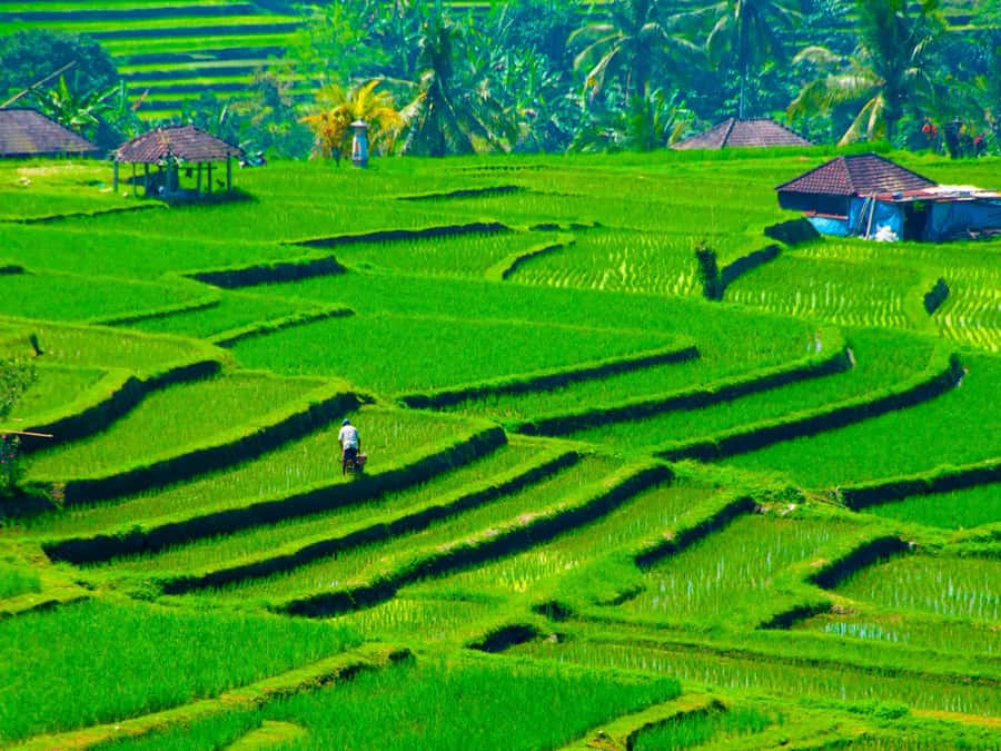 Bali: Jatiluwih Rice Terraces, Sangeh Forest & Coffee Tour - Key highlights at a glance