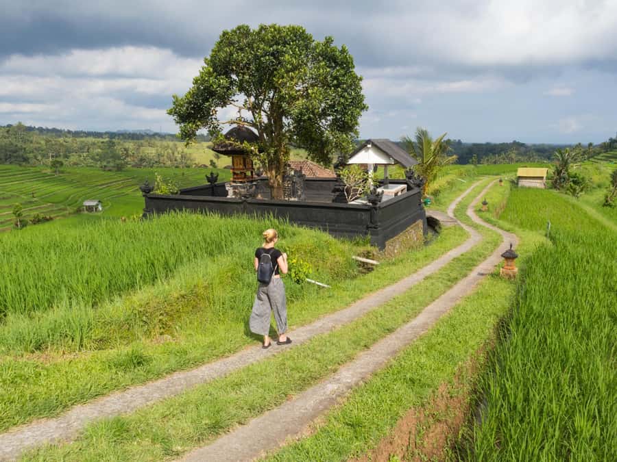 Bali: Jatiluwih Rice Terraces, Sangeh Forest & Coffee Tour - Sangeh Monkey Forest: temple woods with long-tailed macaques