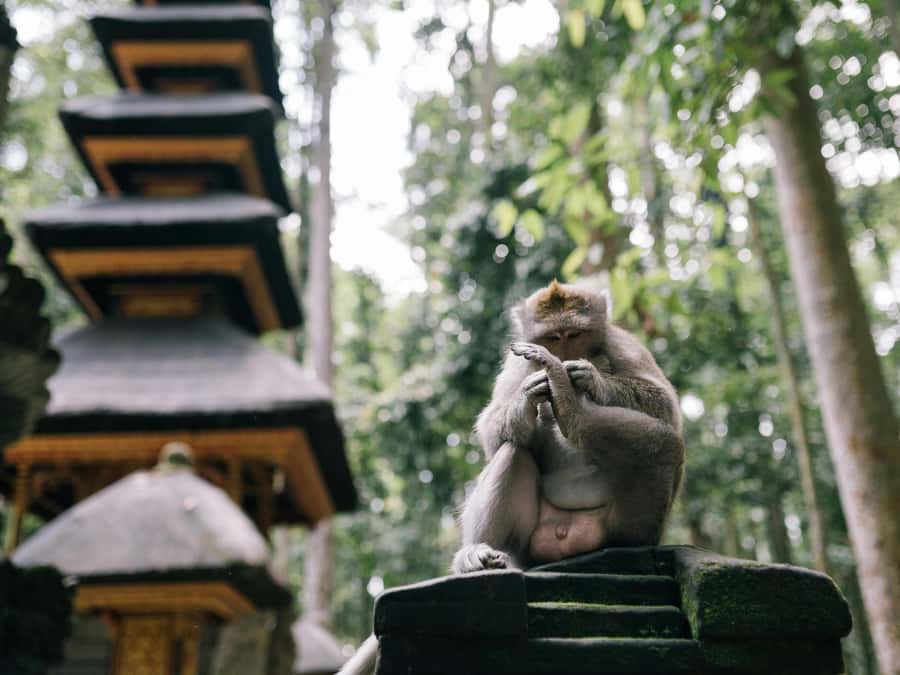 Bali: Jatiluwih Rice Terraces, Sangeh Forest & Coffee Tour - Price value: is $41 per person a good deal?