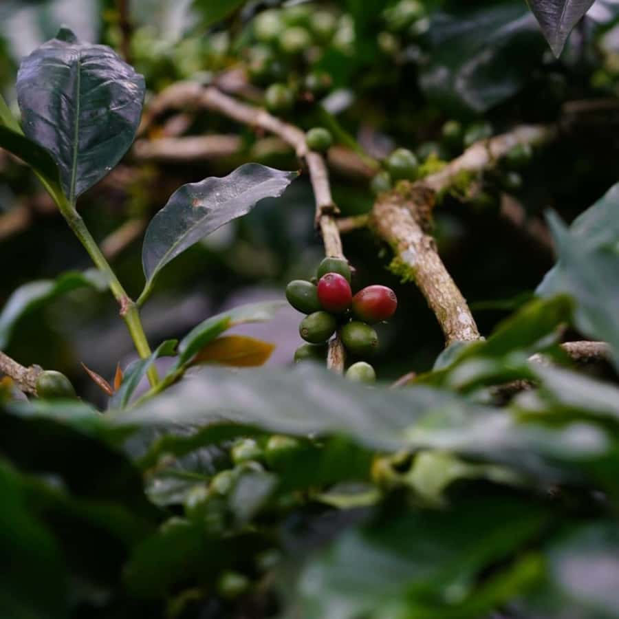 Bali: Kintamani Cafe, Waterfall, Temple and Cretya Ubud Tour - Ulu Petanu waterfall: a classic Bali scene, with a practical prep list