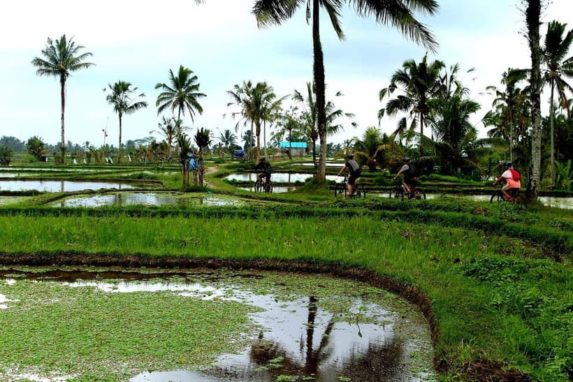 Bali: Kintamani Downhill Bike Tour, Jungle and Waterfalls - Optional fireflies at twilight: what to know