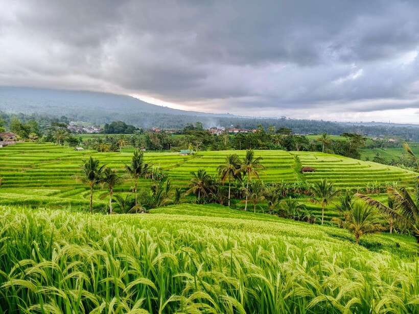 Bali: Lake Temple, Jatiluwih Rice Terrace & Waterfall Tour - Why this North Bali route is a smart use of 10 hours