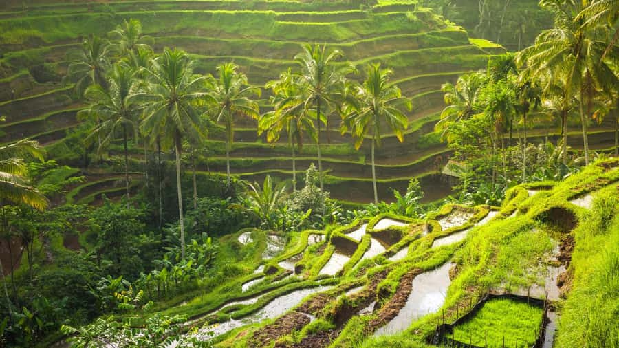 Bali: Leke-Leke Waterfall, Monkey Forest & Jungle Swing Tour - Key highlights at a glance