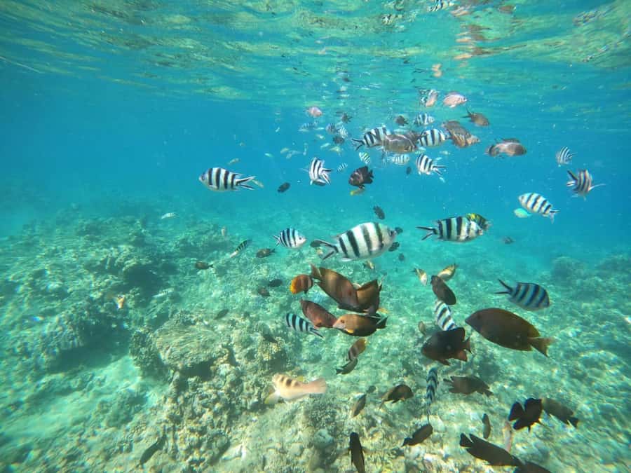 Bali: Lovina dolphin adventure with breakfast and snorkling. - Key points before you go