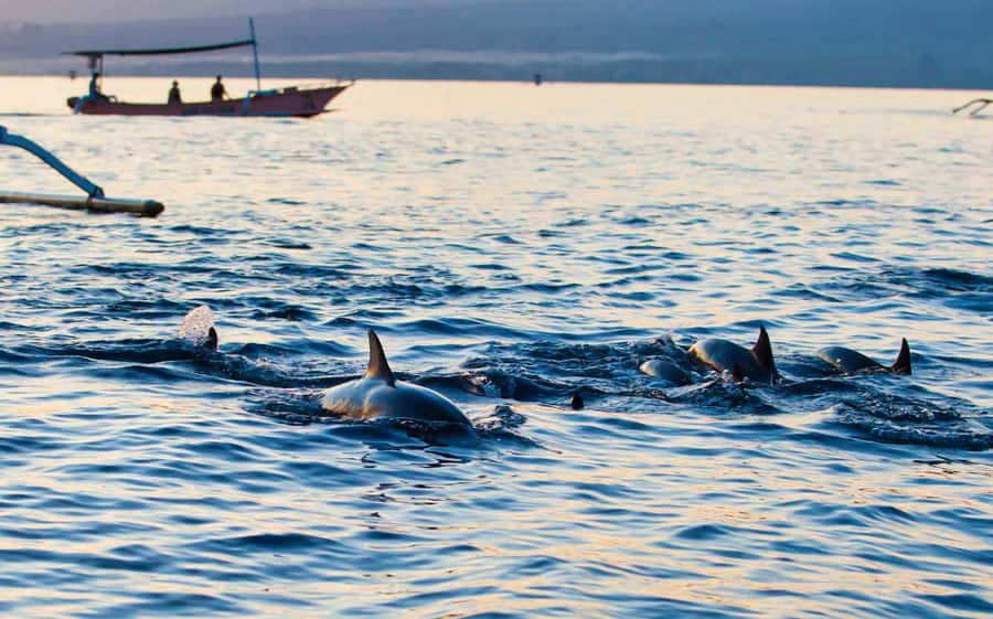 Bali: Lovina dolphin adventure with breakfast and snorkling. - Breakfast on the boat deck: what it is like and how to plan