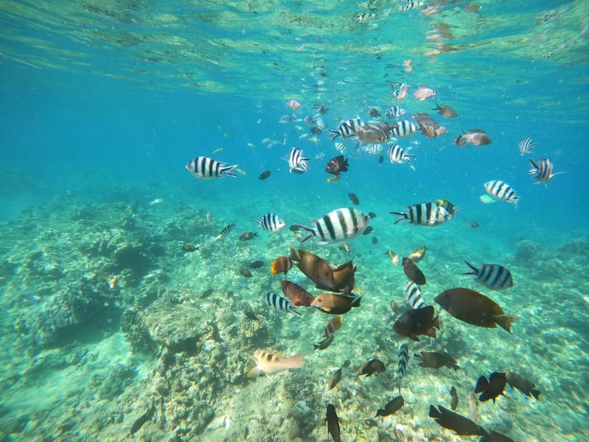 Bali: Lovina dolphin adventure with breakfast and snorkling. - Snorkeling the coral reef: colorful fish, provided gear, and simple rules