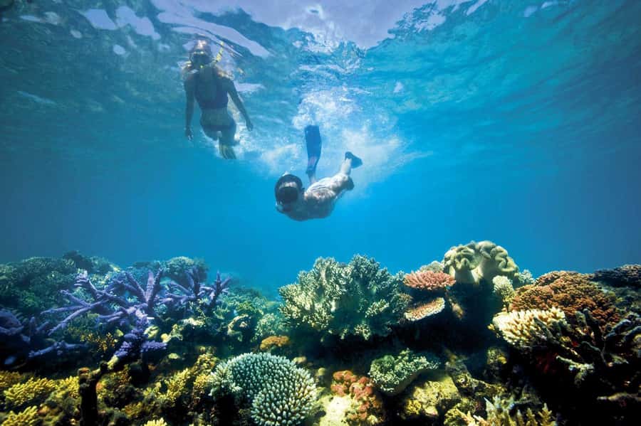 Bali/Lovina: Dolphin Snorkeling, Swimming & Waterfall Tour - Snorkeling at Lovina: reef time, tides, and gear that matters