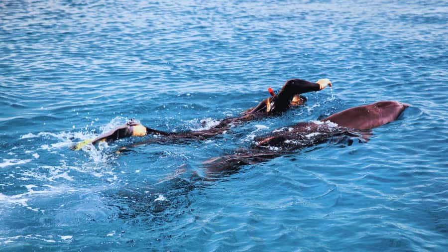 Bali/Lovina: Dolphin Snorkeling, Swimming & Waterfall Tour - The dolphin boat morning: safety, respect, and real-world crowding