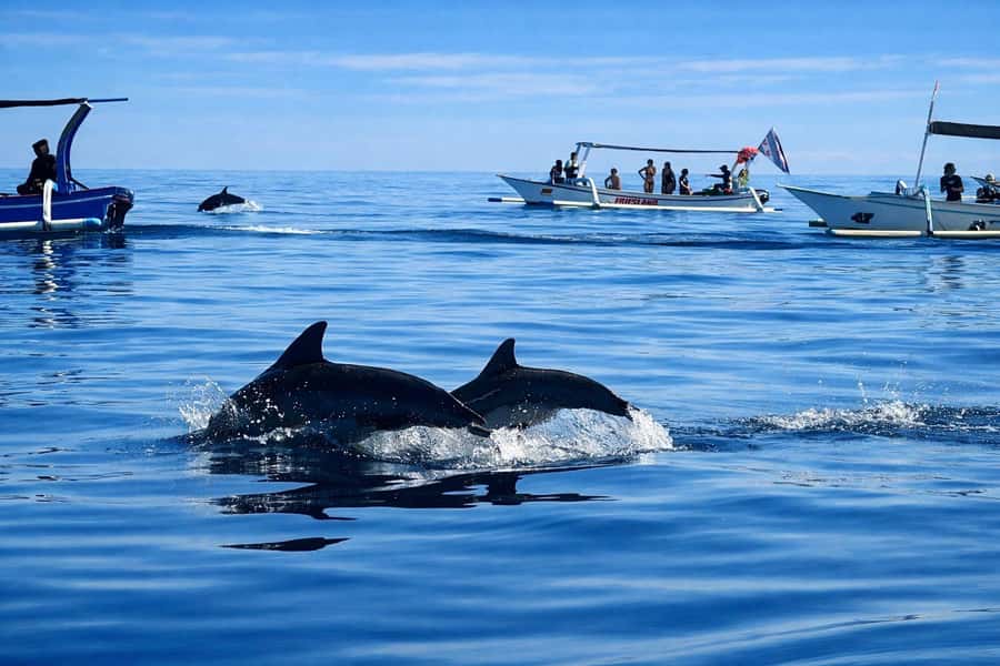 Bali/Lovina: Guided Dolphin Watching & Sunrise Boat Snorkel - Key highlights to know before you go