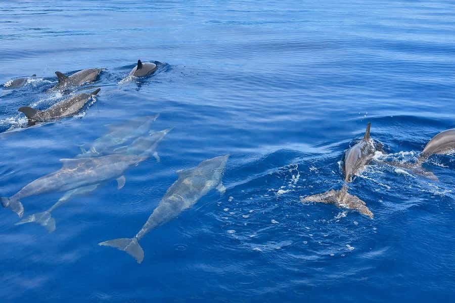 Bali/Lovina: Guided Dolphin Watching & Sunrise Boat Snorkel - Snorkeling at the nearby coral reef after dolphins