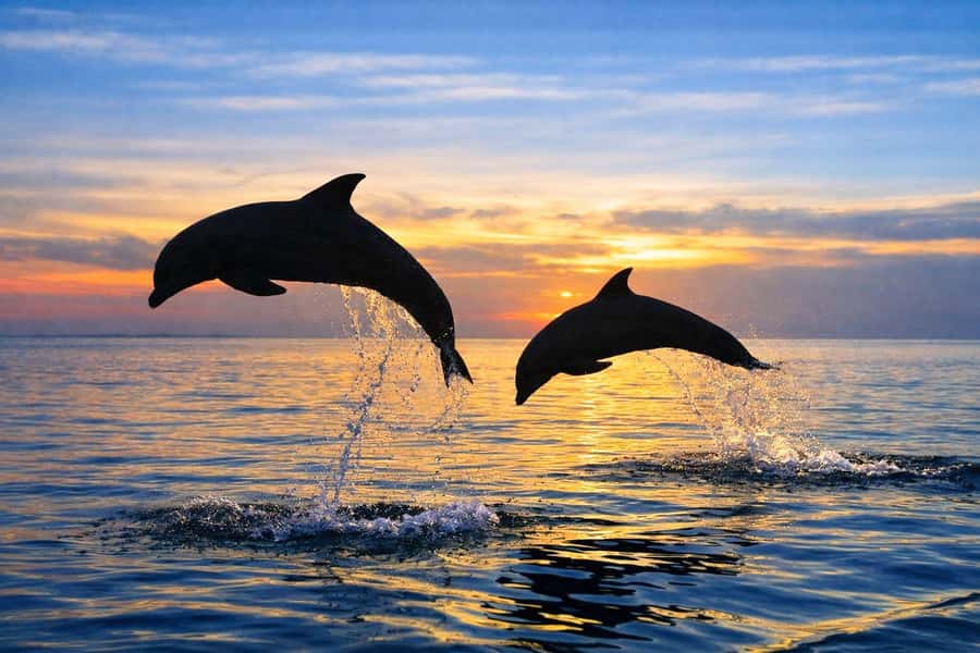Bali/Lovina: Guided Dolphin Watching & Sunrise Boat Snorkel - The full timeline: transfers, basecamp, and the order of events
