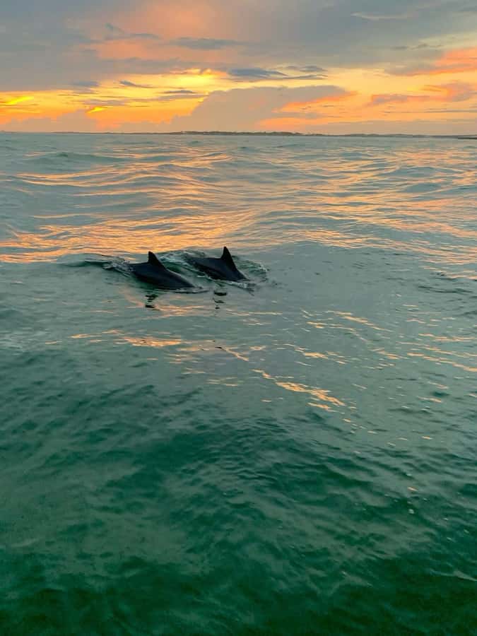 Bali: Lovina Sunset Tour with Snorkeling Experience - Dolphins at Lovina: A Real Chance, Not a Promise