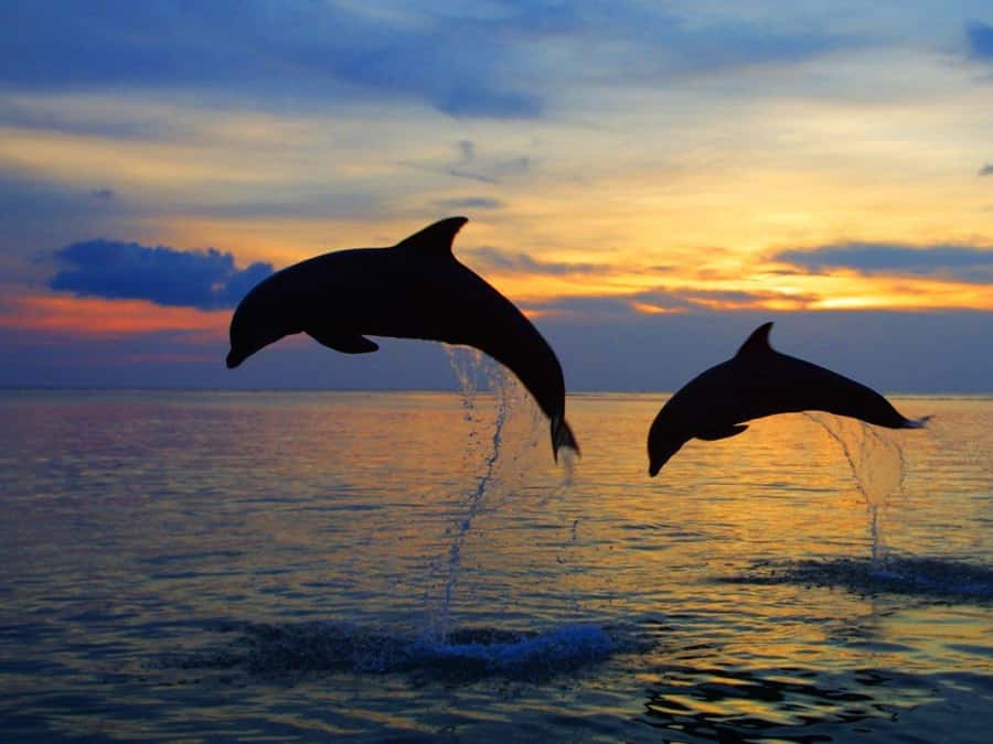 Bali: Lovina Swimming With Dolphine & Snorkeling Tour - Why Lovina sunrise feels different for dolphins