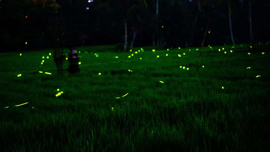 Bali: Magical Fireflies Tour in Taro Village with Dinner - Delodseme village walk: rice fields, subak, and the real rhythm of farming