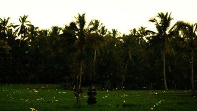 Magical Fireflies Tour in Taro Village with Dinner