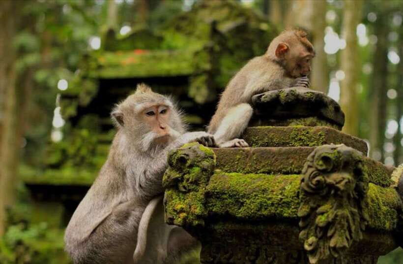 Bali: monkey forest, rice terrace, water temple, waterfall - Key highlights you’ll care about