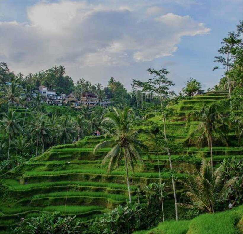 Bali: monkey forest, rice terrace, water temple, waterfall - A one-day Bali circuit from Ubud to Tegenungan