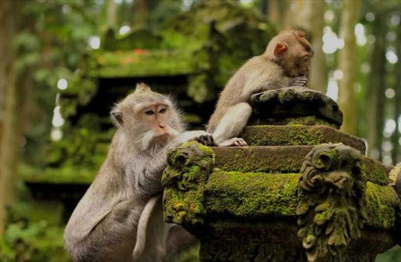 Bali: monkey forest, rice terrace, water temple, waterfall - Tegallalang rice terrace: subak irrigation you can actually picture