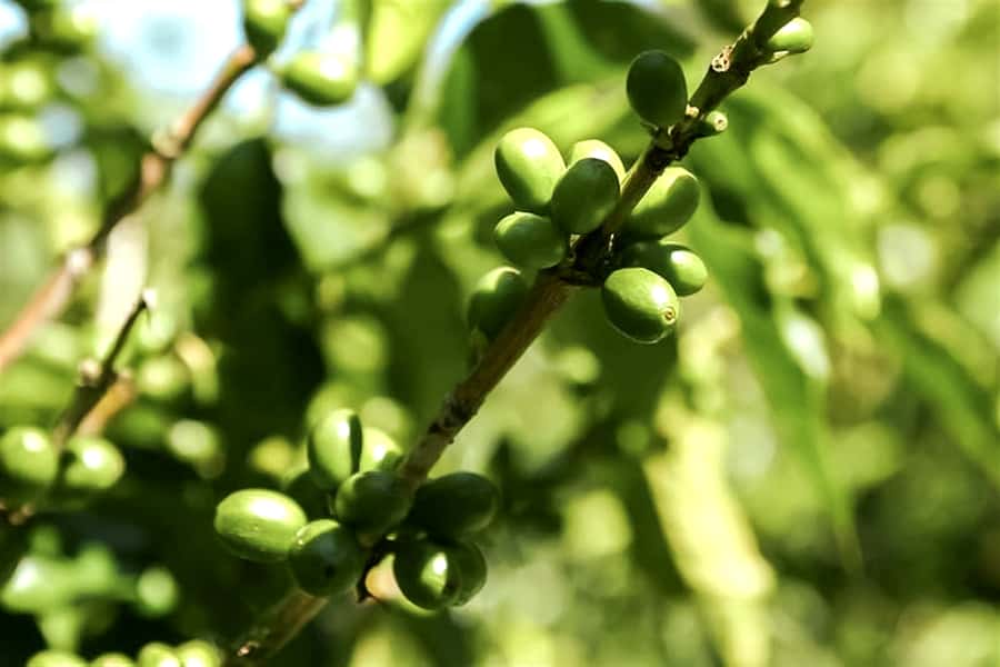Bali: Mount Batur Sunrise Guided Hike and Natural Hot Spring - Temen coffee plantation stop: a calmer ending to volcanic time