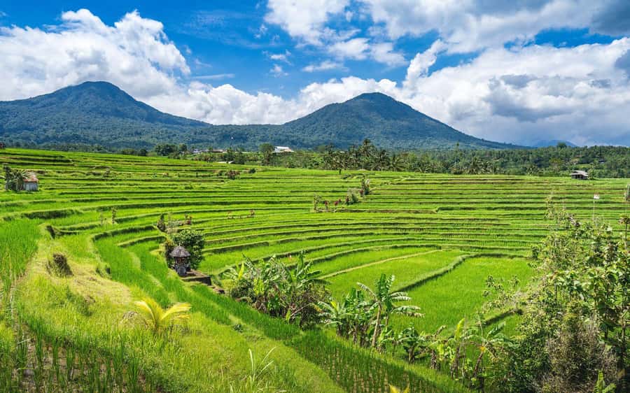 Bali: North Highlights Private Full-Day Customized Tour - Start point tips: why Munduk or Ubud can make the day easier