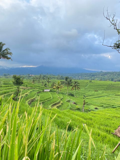 Bali Northern Trip : Majestic Waterfall Tour - Banyumala twin waterfalls: two streams, a throne-like view