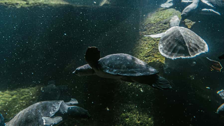 Bali/Nusa Dua: Snorkeling, Glass Boat Ride & Turtle Center - Getting Started at Padawa Watersport in Nusa Dua