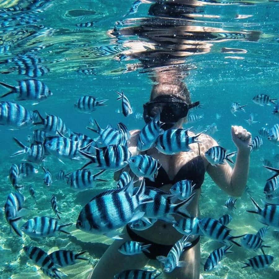Bali/Nusa Dua: Snorkeling, Glass Boat Ride & Turtle Center - Your 1-Hour Nusa Dua Snorkeling: What You’ll See and How It Feels