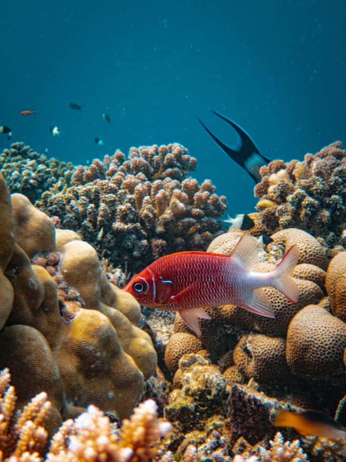 Bali/Nusa Dua: Snorkeling, Glass Boat Ride & Turtle Center - Price and Value: Does $46 Make Sense?