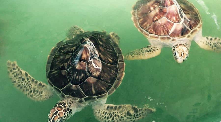 Bali/Nusa Dua: Snorkeling, Glass Boat Ride & Turtle Center - Who This Tour Suits Best, and Who Should Skip