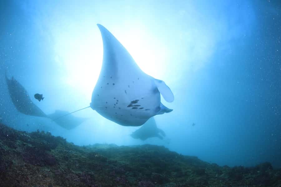 Bali/Nusa Penida: 3 Fun Dives to Manta Point, Mola & Reef - The harbor start: safety briefing and a speedboat transfer