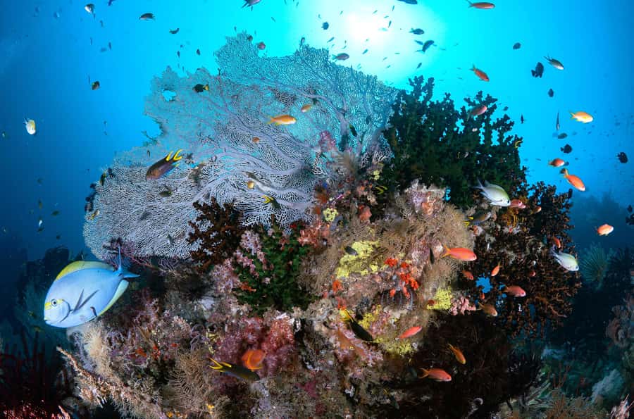 Bali/Nusa Penida: 3 Fun Dives to Manta Point, Mola & Reef - Gear and what’s included, plus the one extra you might need to budget