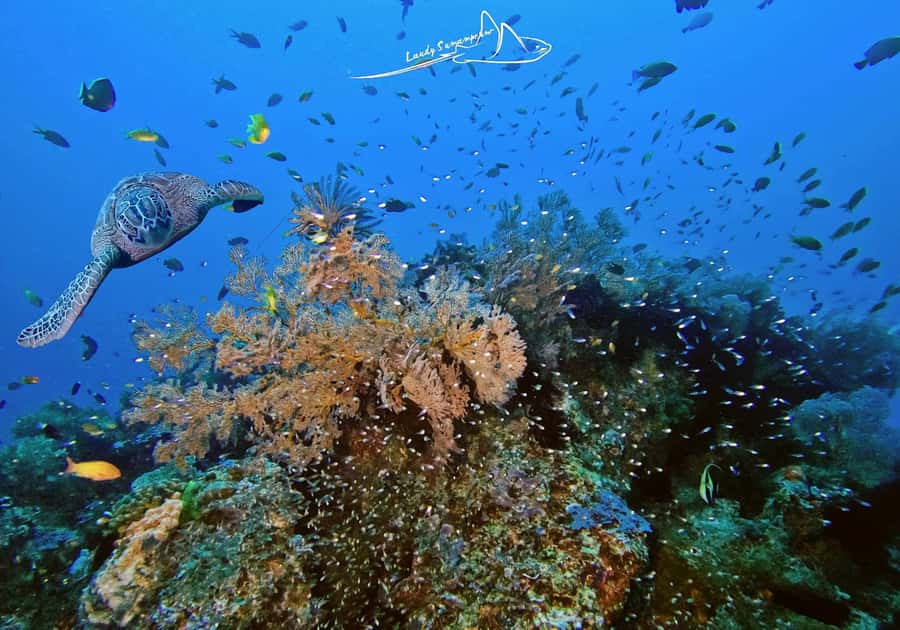 Bali/Nusa Penida: 3 Fun Dives to Manta Point, Mola & Reef - Meeting in Sanur, or getting picked up in Kuta, Seminyak, and Jimbaran