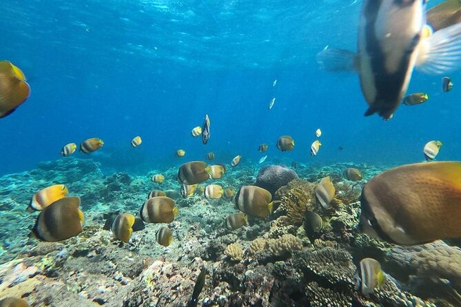 Bali Nusa Penida and Private Snorkeling (Manta Bay, Gamat, Wall) - Getting there fast: the Kuta to Sanur plan that saves you time