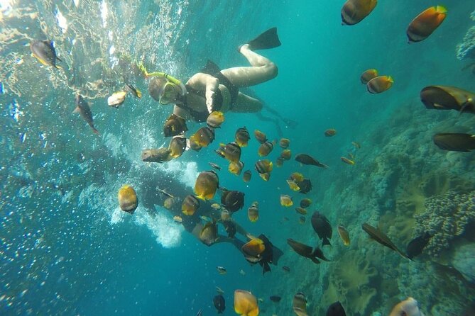 Bali Nusa Penida and Private Snorkeling (Manta Bay, Gamat, Wall) - Price and value: is $145 per person a fair deal?