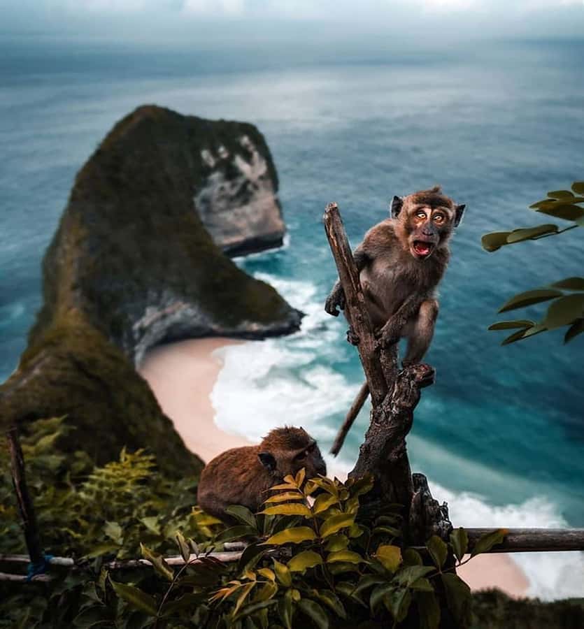 Bali/Nusa Penida: Highlight West FullDay Nature Tour & Lunch - Key highlights worth planning for