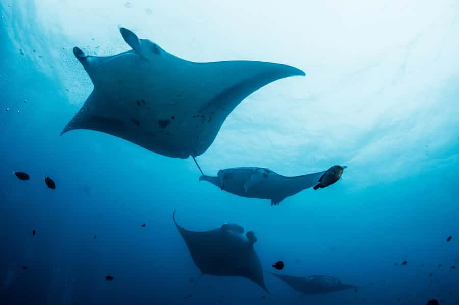 Bali/Nusa Penida: Manta Point Snorkel Boat & West Coast Tour - Getting there: early mornings, fast boats, and the motion reality