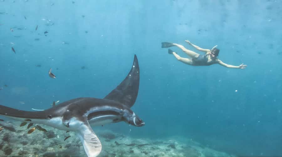 Bali/Nusa Penida: Manta Point Snorkeling & West Coast Tour - Price at around $26: what makes it good value
