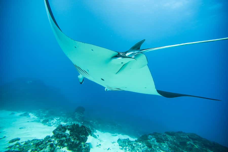 Bali: Nusa Penida Speedboat Trip with Snorkeling and Tour - The manta ray moment, plus GoPro shots that actually get used